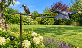 IJSVOGELS