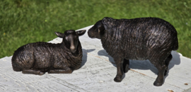 SCHAAP / LIGT