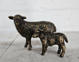 SCHAAP