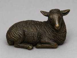 SCHAAP / LIGT