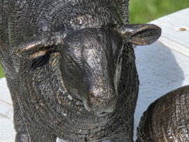 SCHAAP