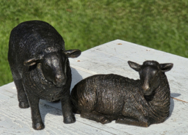 SCHAAP / LIGT