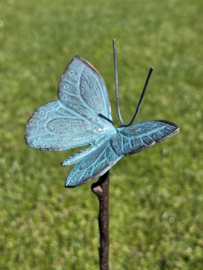 BRONZEN VLINDER