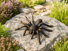 VOGELSPIN / TARANTULA