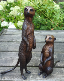 STOKSTAARTJE / ZITTEND