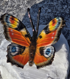 DAGPAUWOOG / VLINDER