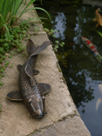 KOI KARPER