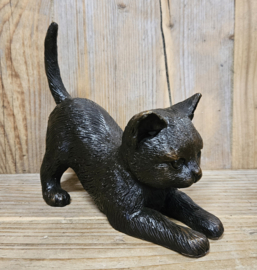 NIEUWGIERIGE KAT