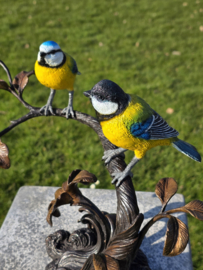 TAK MET PIMPELMEES EN KOOLMEES