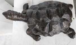 SCHILDPAD / FONTEIN