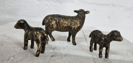 SCHAAP