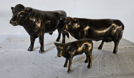 STIER , KOE EN KALF / SETPRIJS