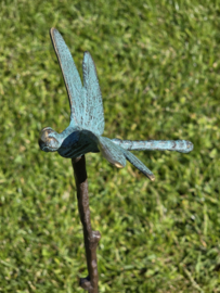 BRONZEN LIBELLE