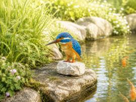 IJSVOGEL / GEKLEURD