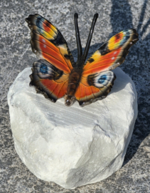 DAGPAUWOOG / VLINDER