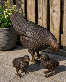 HEN MET KUIKENS