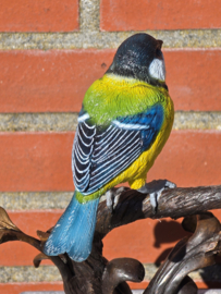 TAK MET PIMPELMEES EN KOOLMEES