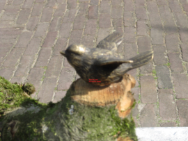 VOGELTJES