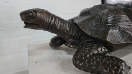 SCHILDPAD / FONTEIN