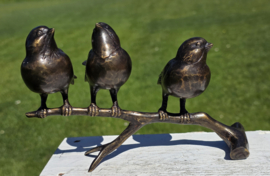 3 VOGELS OP TAK