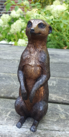 STOKSTAARTJE / ZITTEND