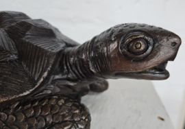 SCHILDPAD / FONTEIN