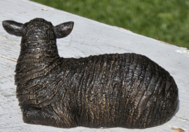 SCHAAP / LIGT