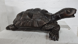 SCHILDPAD / FONTEIN