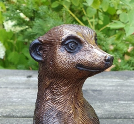 STOKSTAARTJE / ZITTEND