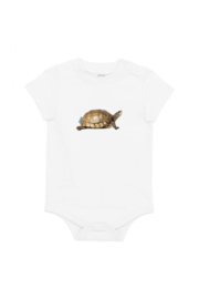 Schildkröte XS