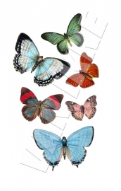 Verschiedene Schmetterlinge