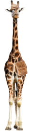 Giraffe auf Safari
