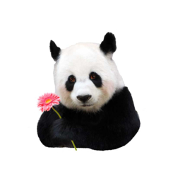 Wall decal Panda