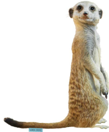 Erdmännchen
