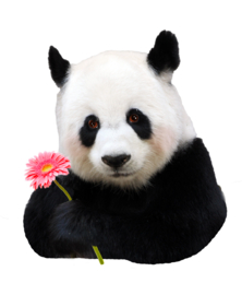 Panda mit Blume