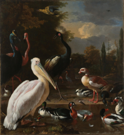Bügelbild Schwimmende Feder - D'Hondecoeter
