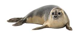 Wall sticker Seal