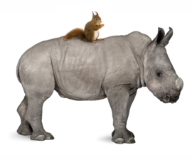 Nashorn und Eichhörnchen