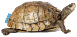 Tortue