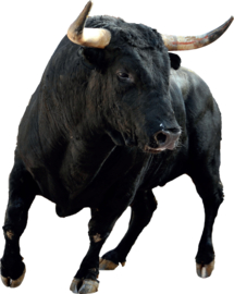 Stier XL