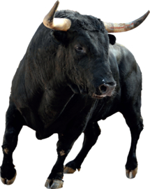 Bull XS