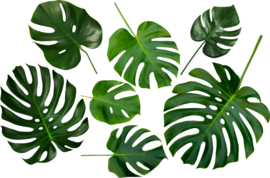 Wandtattoo Monstera-Blatt