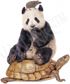 Panda auf Schildkröte mit Igel