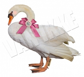 Schwan VAN IKKE