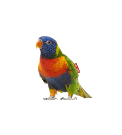 Muursticker Regenboog vogel