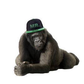 Gorilla