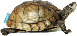 Schildkröte