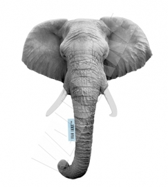 Elefant