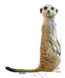 Suricate XS