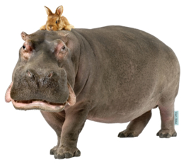 Hippopotame avec lapin